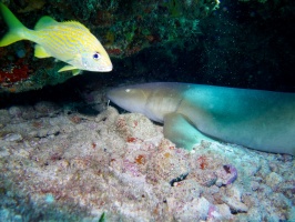 Nurse Shark and French Grunt IMG 3353